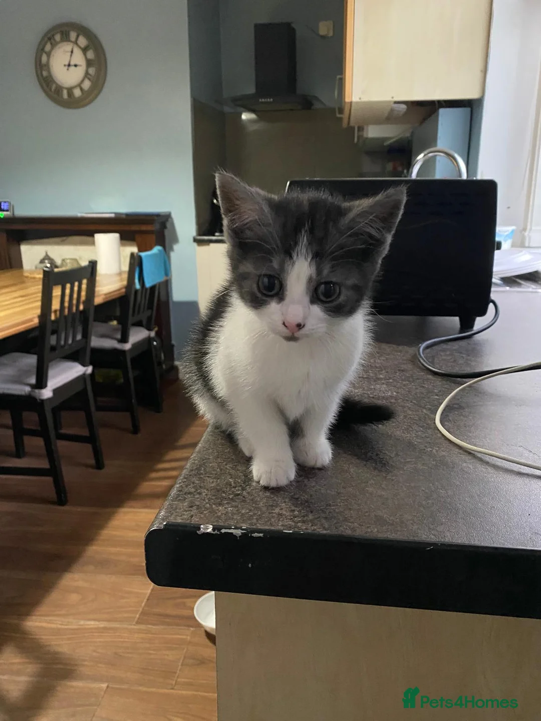 British Shorthair cats for sale: KITTENS READY FOR COLLECTION TODAY - Advert 2