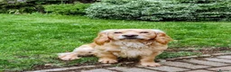 Cocker Spaniel dogs for sale: KC registered cocker spaniel - Advert 3