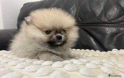Pomeranian dogs for sale: Absolutely stunning true to type mini Pomeranian  - Advert 5