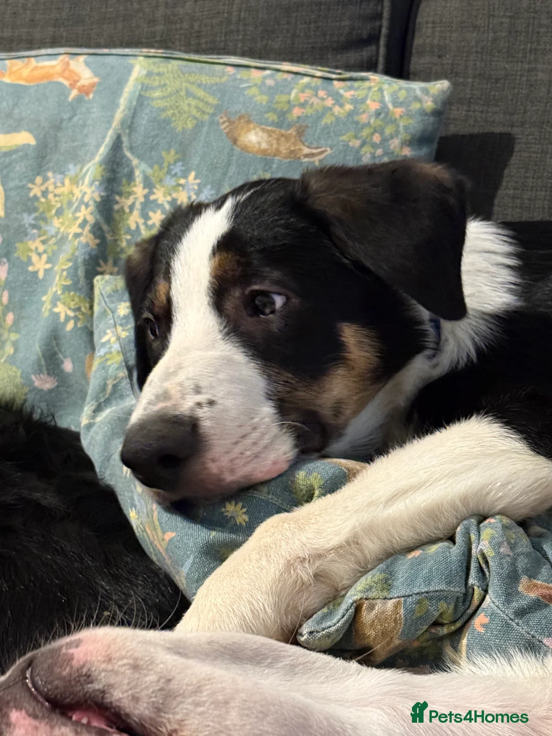 Border Collie dogs for sale: Beautiful boy called Marley  - Advert 2