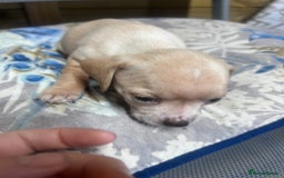 Mixed Breed dogs for sale: Chiweenie puppies  - Image 11