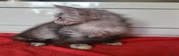 Maine Coon cats for sale: Beautiful Maine Coon Kittens  - Advert 5