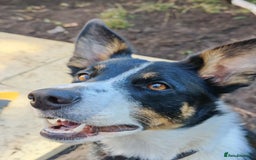 Border Collie dogs for sale: KC registered Border collie boy - Image 4