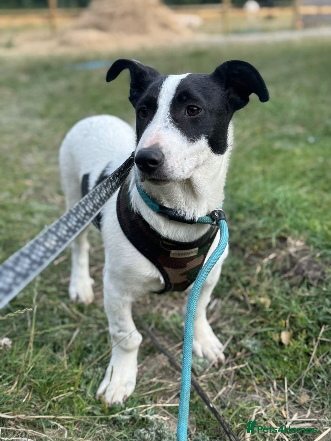 Mixed Breed dogs for adoption: Meet Otto, currently residing in Essex  - Image 4