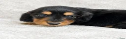Miniature Dachshund dogs for sale: Beautiful KC Registered Long-Haired Dachshund Pups - Advert 10