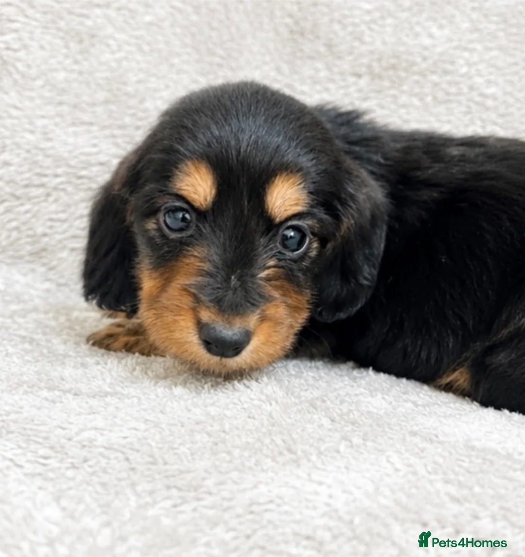 Miniature Dachshund dogs for sale: Beautiful KC Registered Long-Haired Dachshund Pups - Advert 10