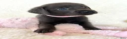 Labrador Retriever dogs for sale: Health Tested KC Registered Labrador Pups - Advert 10