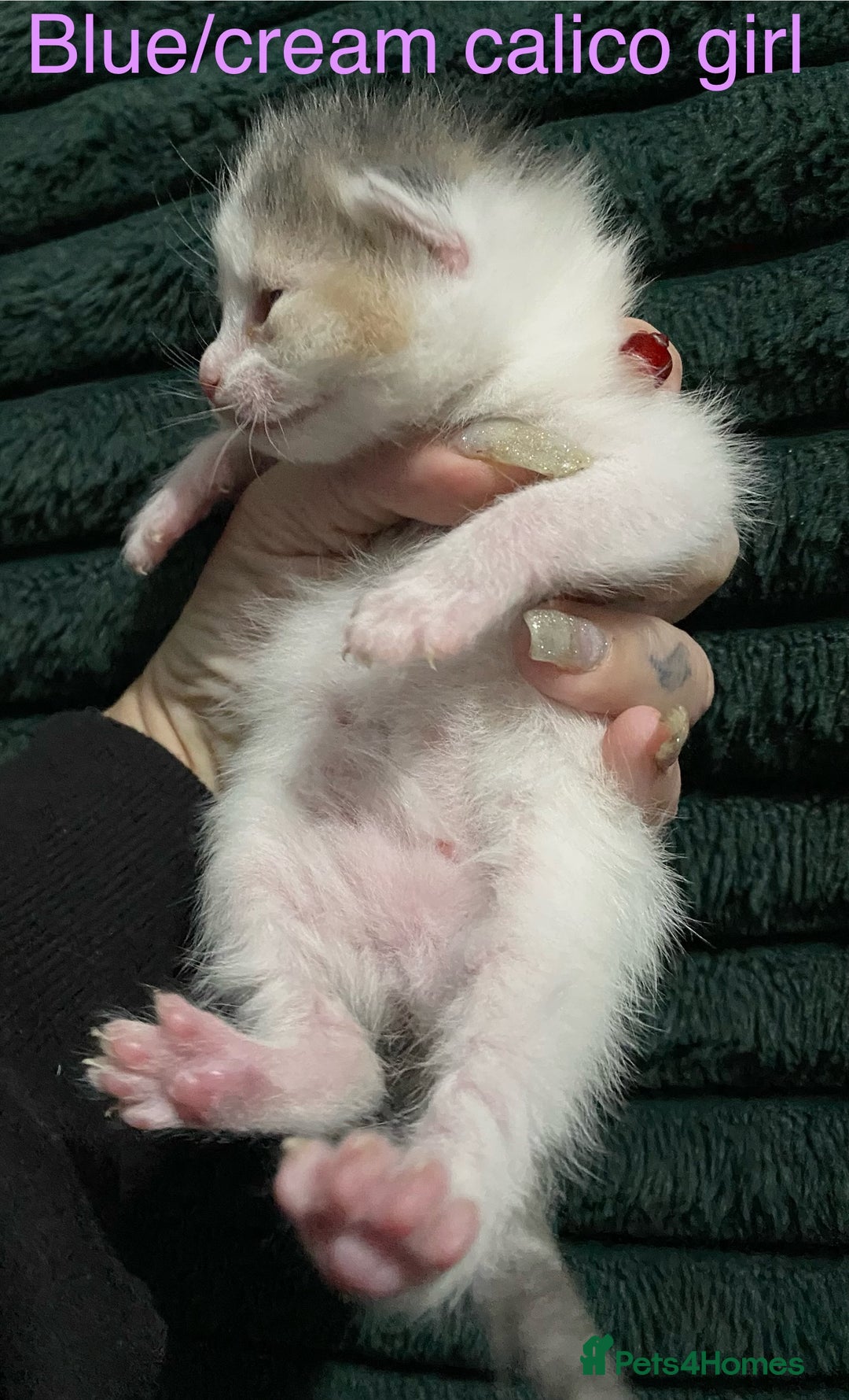 American Shorthair cats for sale: Mix colour litter girls and boys very docile  - Advert 4