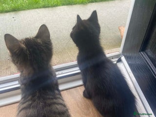 RagaMuffin cats 3 x girls for sale - Advert 2