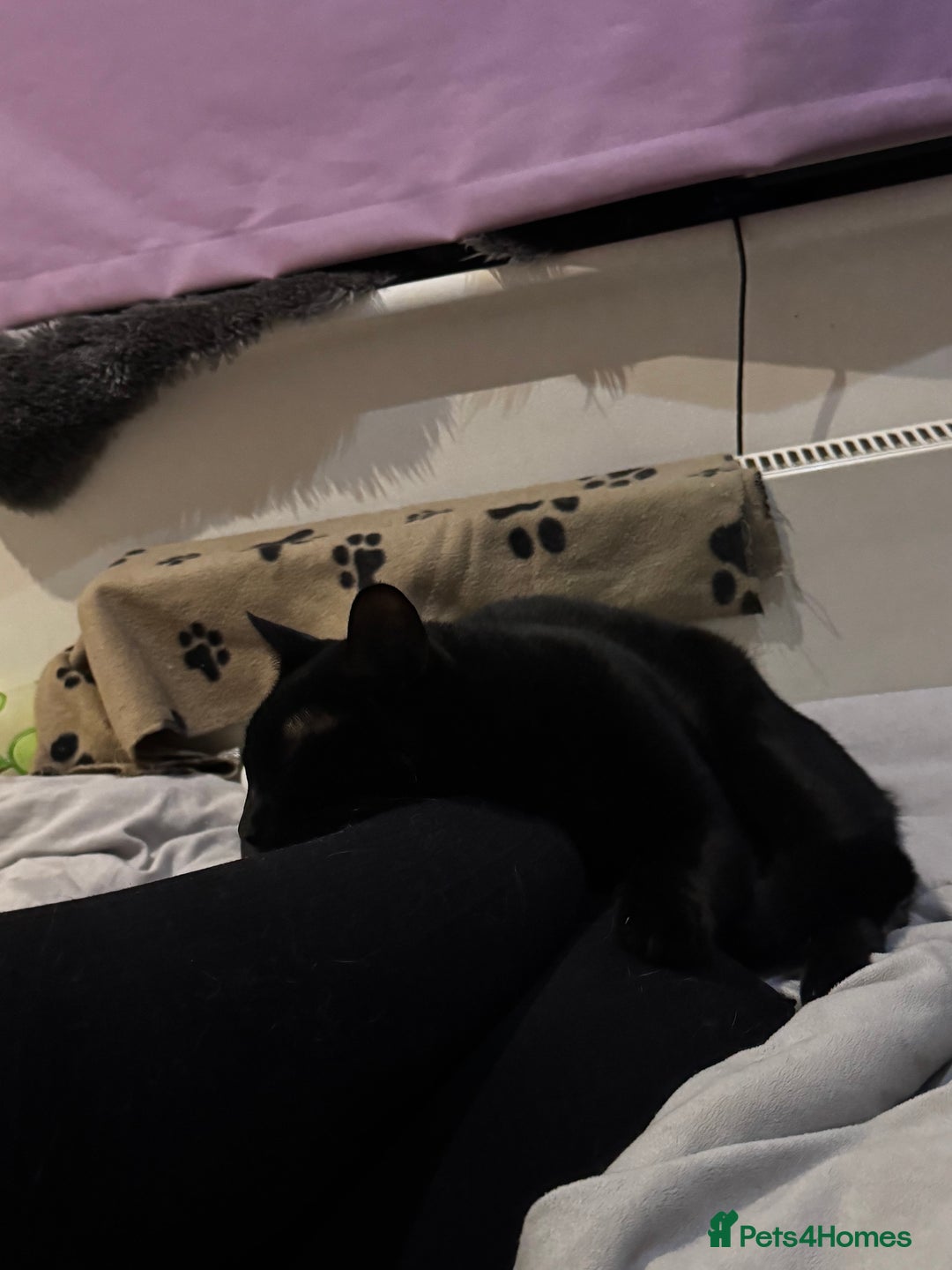 Mixed Breed cats for sale: Amazing Cats - Advert 4