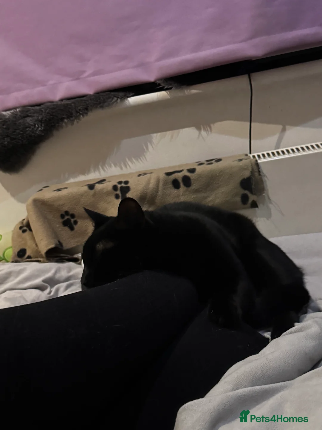 Mixed Breed cats for sale: Amazing Cats - Advert 4