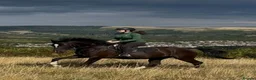 British Warmblood horses for sale: Beautiful black warmblood mare with golden temp in Maesteg - Advert 2