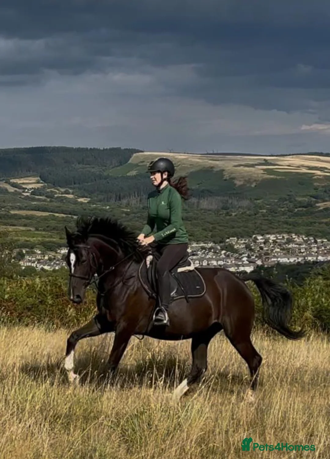 British Warmblood horses for sale: Beautiful black warmblood mare with golden temp in Maesteg - Advert 2