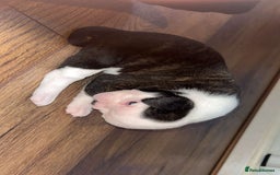 Alapaha Blue Blood Bulldog dogs for sale: IABBR registered Alapaha Blue Blood Bulldogs - Image 13