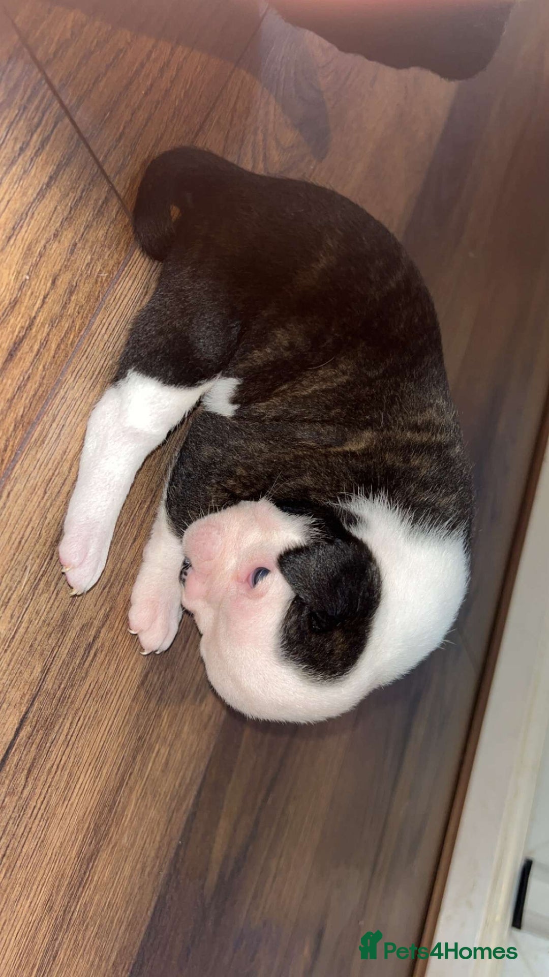 Alapaha Blue Blood Bulldog dogs for sale: IABBR registered Alapaha Blue Blood Bulldogs - Image 13