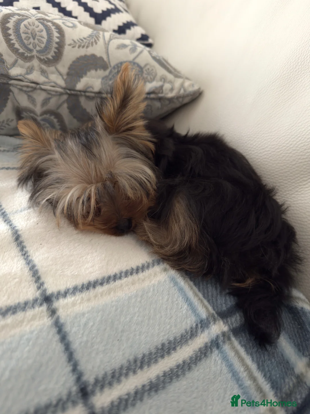 Yorkshire Terrier dogs for sale: Purebred Mini Yorkshire Terrier Boy - Advert 2