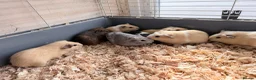 Guinea Pig rodents for sale: 16 baby guinea pigs - Advert 21