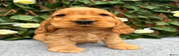 Cocker Spaniel dogs for sale: show quality gold boy ready now! - Advert 13