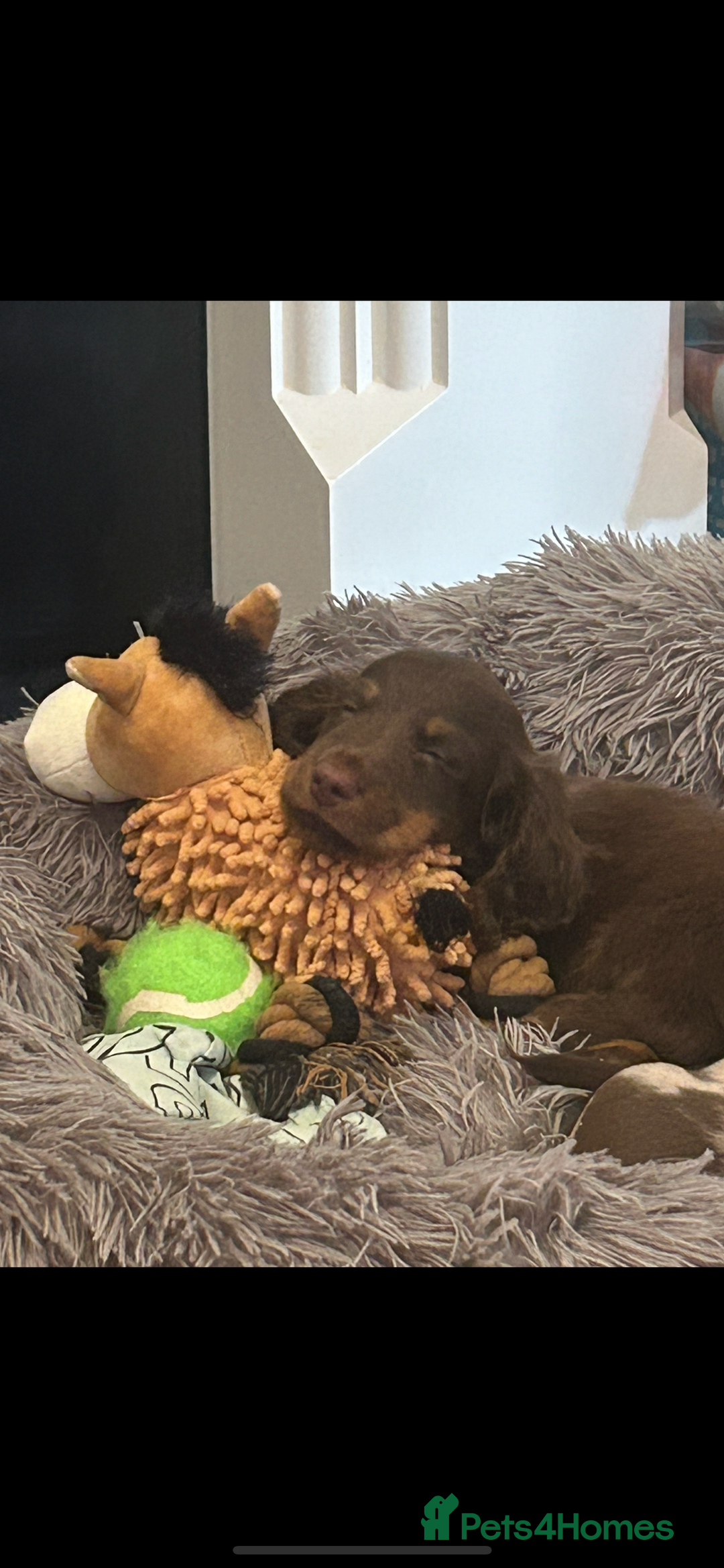 Dachshund dogs for sale: Dachshund puppies  - Image 23