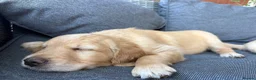 Golden Retriever dogs for sale: Beautiful Golden Retriever Puppies for Sale in Stafford - Advert 4