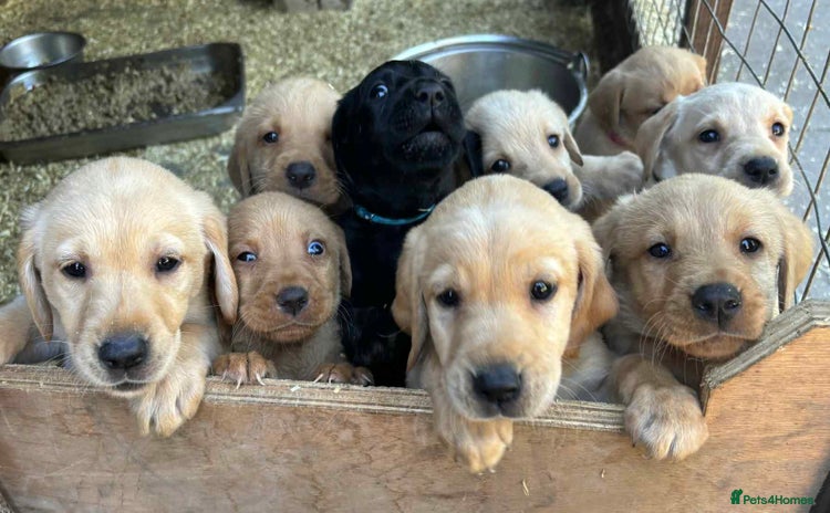 Labrador Retriever dogs - Advert 7