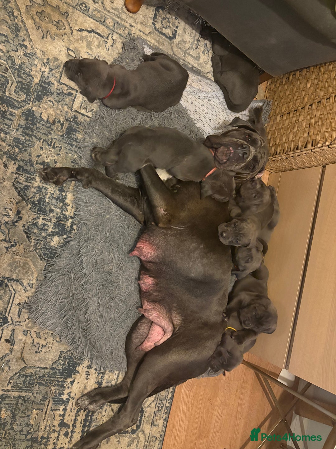 Cane Corso dogs for sale:  Pure breed Cane Corso  Puppies Looking for Homes  - Image 6