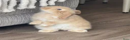 Mini Lop rabbits for sale: Mini Lop babies  - Advert 6