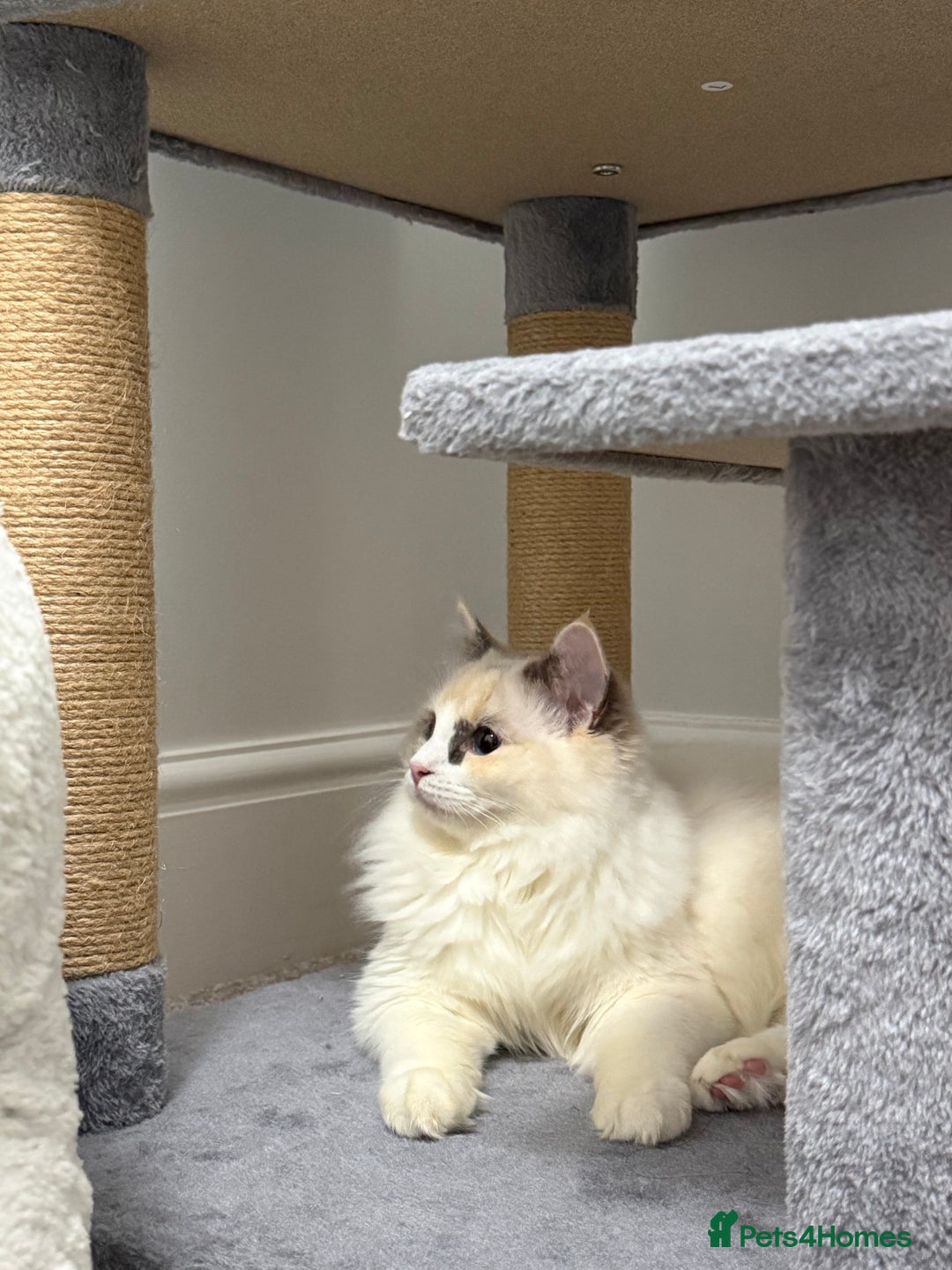 Ragdoll cats for sale: Female Ragdoll Blue Tortie Bicolour - Advert 3