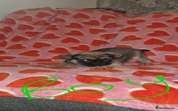 Frug dogs for sale: 6 beautiful frug puppies.  - Image 31