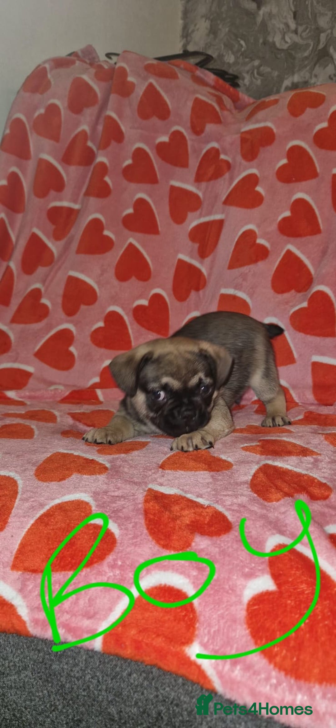Frug dogs for sale: 6 beautiful frug puppies.  - Image 31