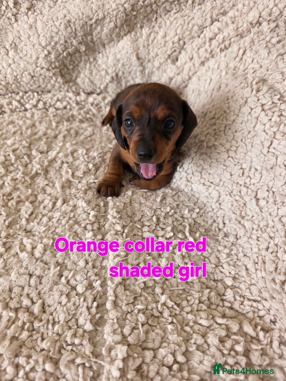 Miniature Dachshund dogs for sale: Beautiful short haired minature dauchshunds  - Advert 7
