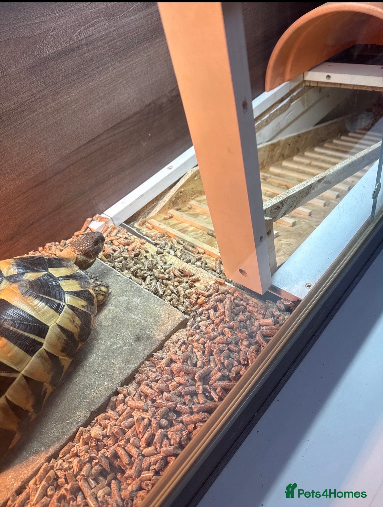Hermann Tortoise reptiles Hermann’s with Full Setup (Certificate &Microchip) - Advert 3