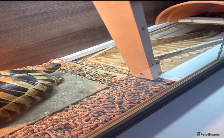 Hermann Tortoise reptiles Hermann’s with Full Setup (Certificate &Microchip) - Advert 13