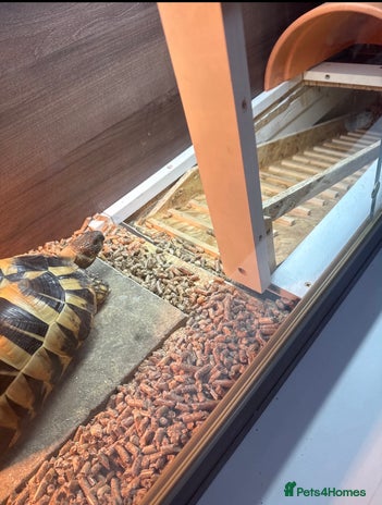 Hermann Tortoise reptiles Hermann’s with Full Setup (Certificate &Microchip) - Advert 10