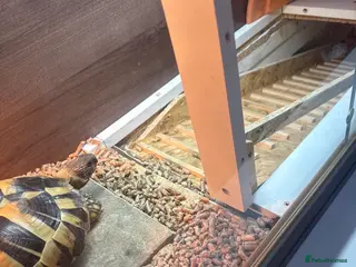 Hermann Tortoise reptiles Hermann’s with Full Setup (Certificate &Microchip) - Advert 7