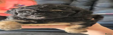 Moonhollow's Velvet Flame