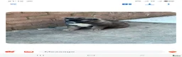 Huskita dogs for sale: Akita - Advert 3
