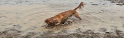 Cocker Spaniel dogs for sale: Casper the friendly dog - Advert 4