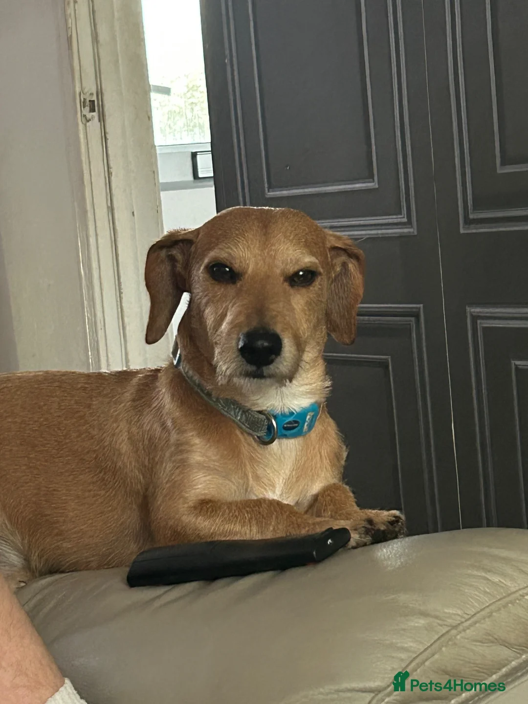 Chiweenie dogs for sale: Milo 4 years old  in Shefford - Advert 7