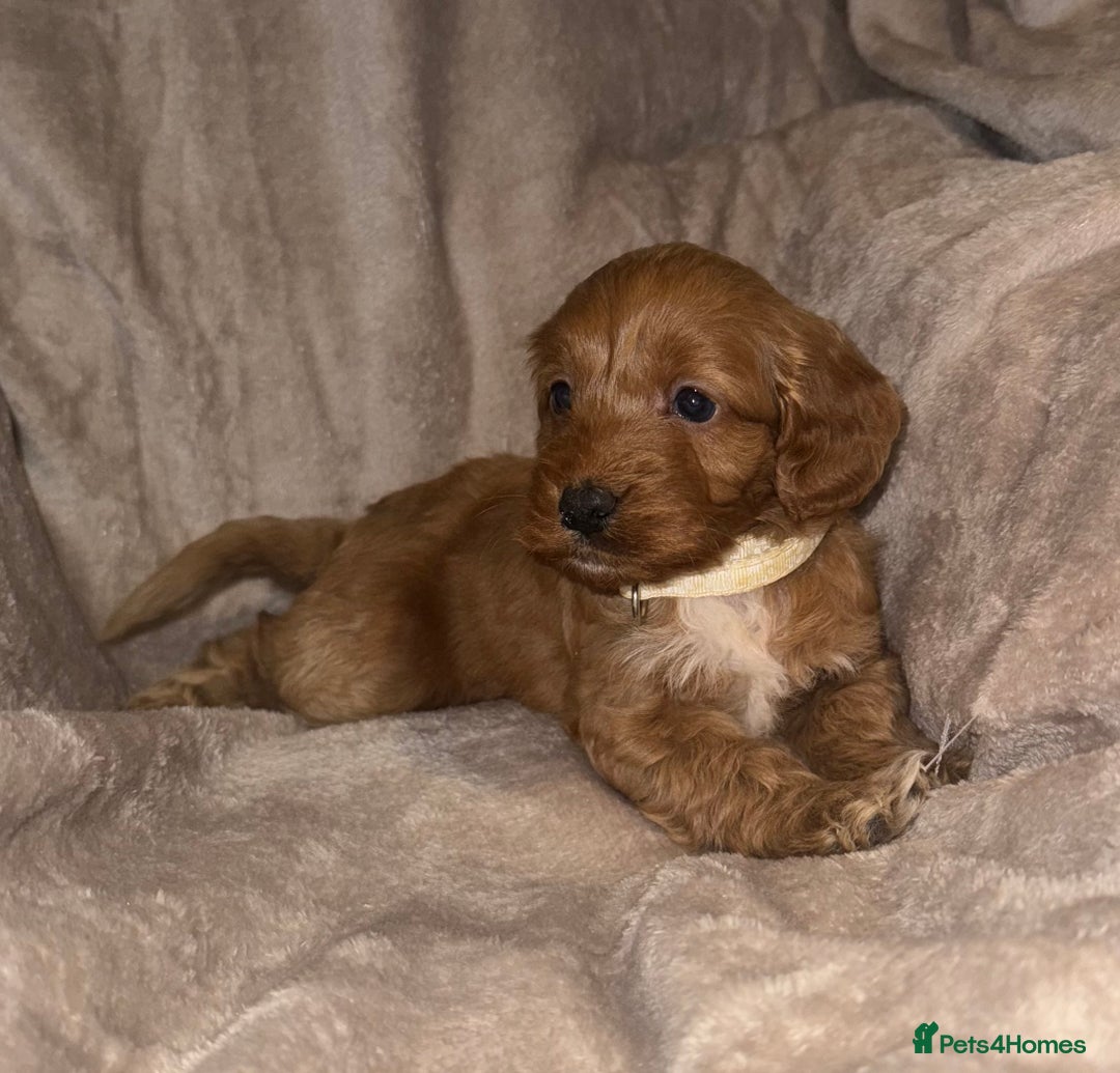 Cockapoo dogs for sale: 7 Cockapoo F1 class Fox red puppies - Advert 8