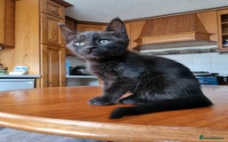 Maine Coon cats for sale: Gorgeous Maine Coon cross Bengal Kittens  - Image 12