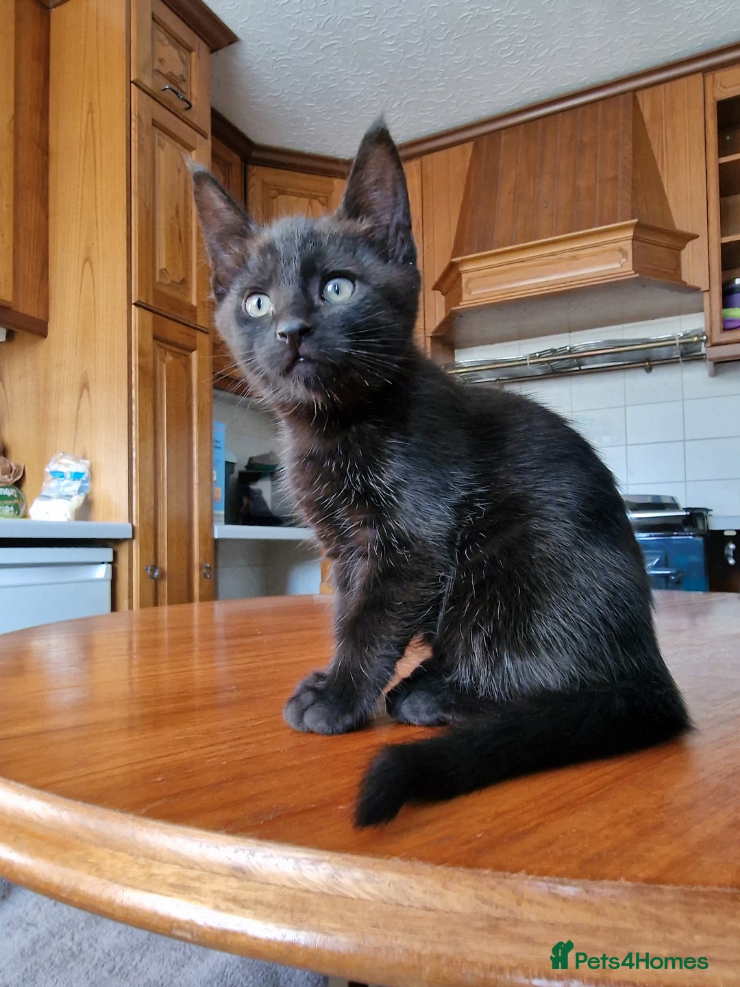 Maine Coon cats for sale: Gorgeous Maine Coon cross Bengal Kittens  - Image 12
