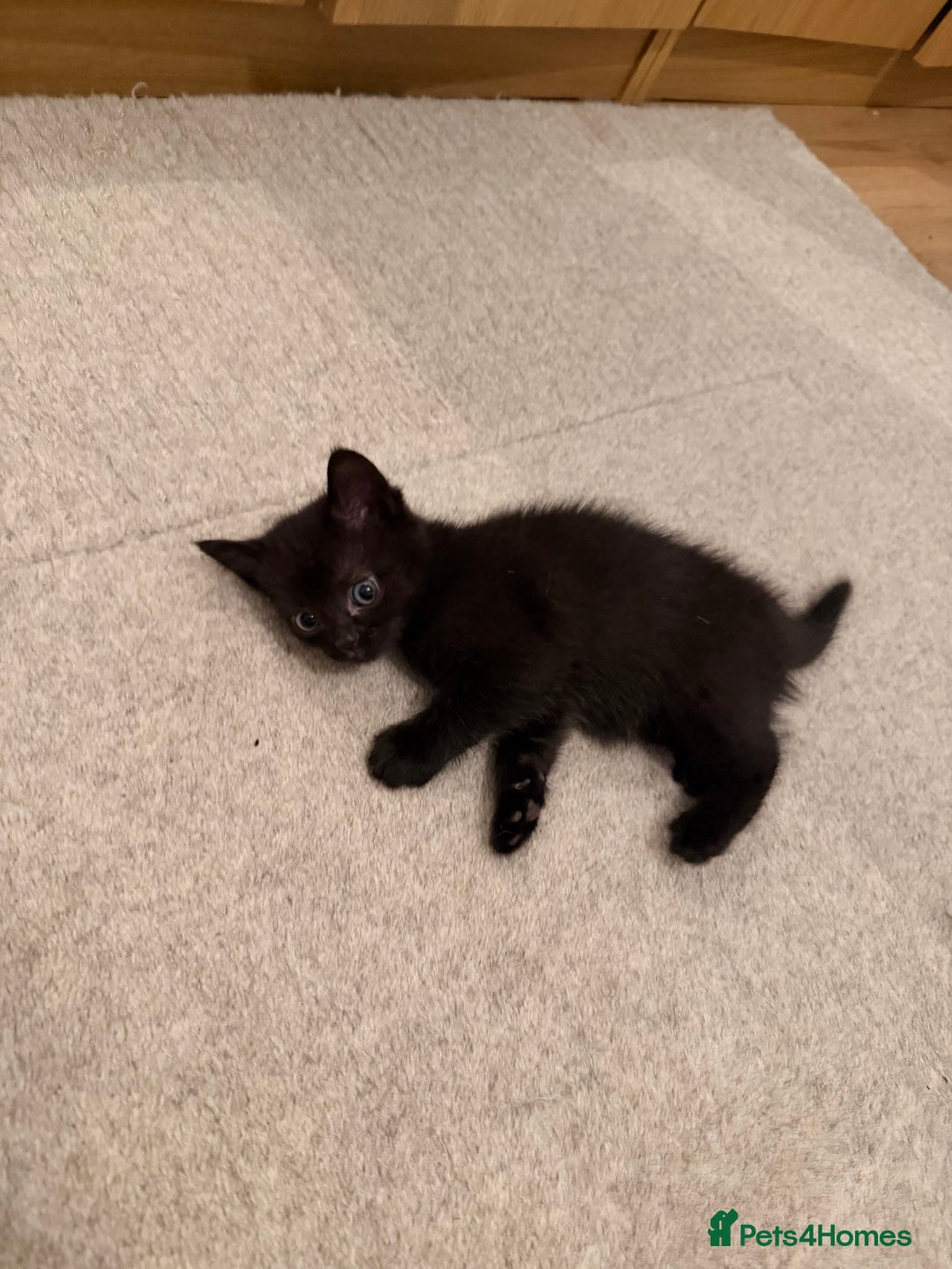 Scottish Fold cats for sale: Scottish / Mixed breed - Advert 5