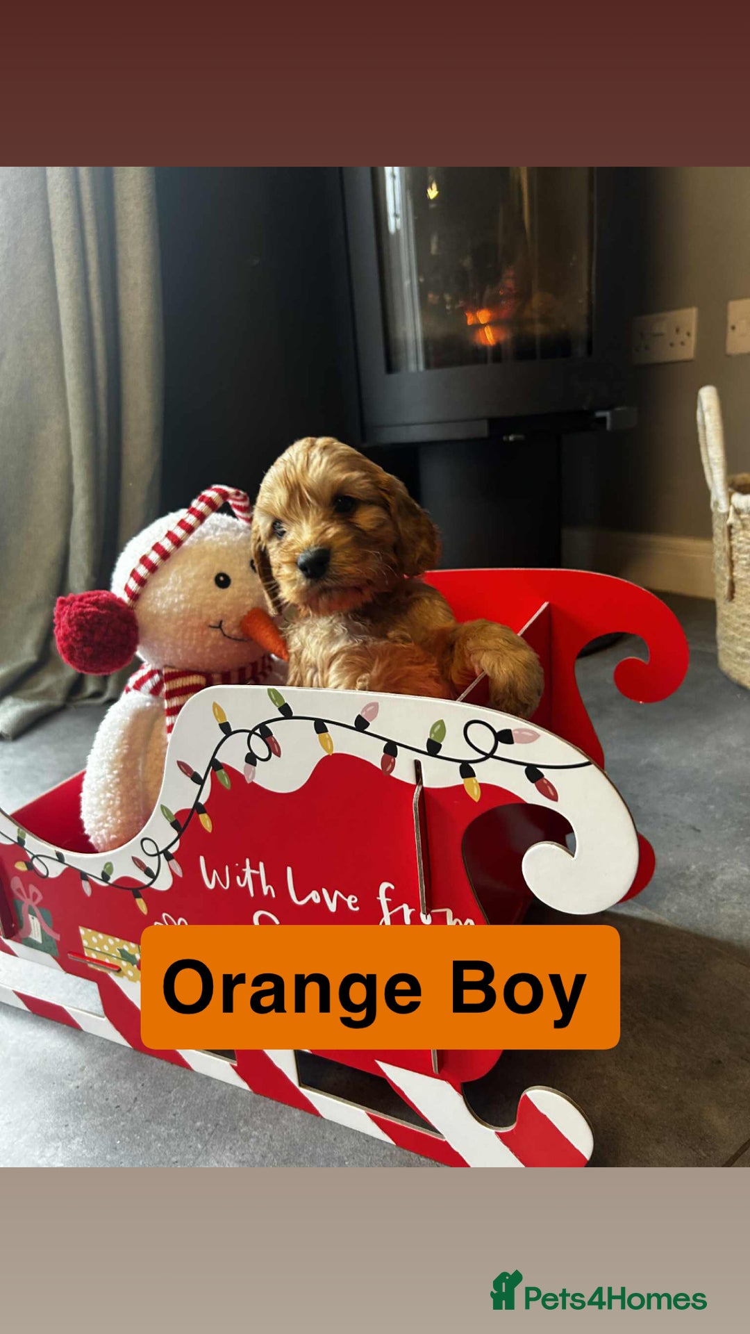 Cockapoo dogs for sale: F2 Cockapoo pups - Advert 9