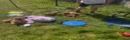 Cavapoo dogs for sale: Beautiful Red Toy Cavapoo Puppies - Advert 18