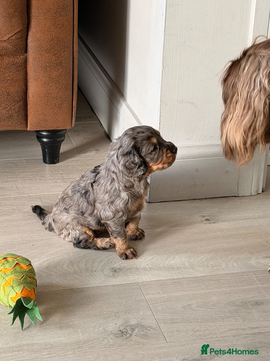 Cocker Spaniel dogs for sale: Beautiful litter of cocker spaniels puppy’s  - Advert 26
