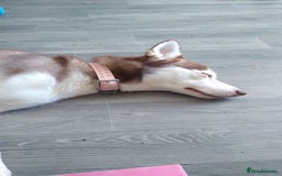 Siberian Husky dogs for sale: Female siberian husky - Advert 7