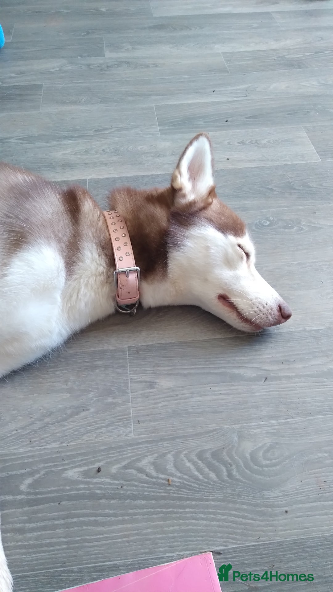 Siberian Husky dogs for sale: Female siberian husky - Advert 7