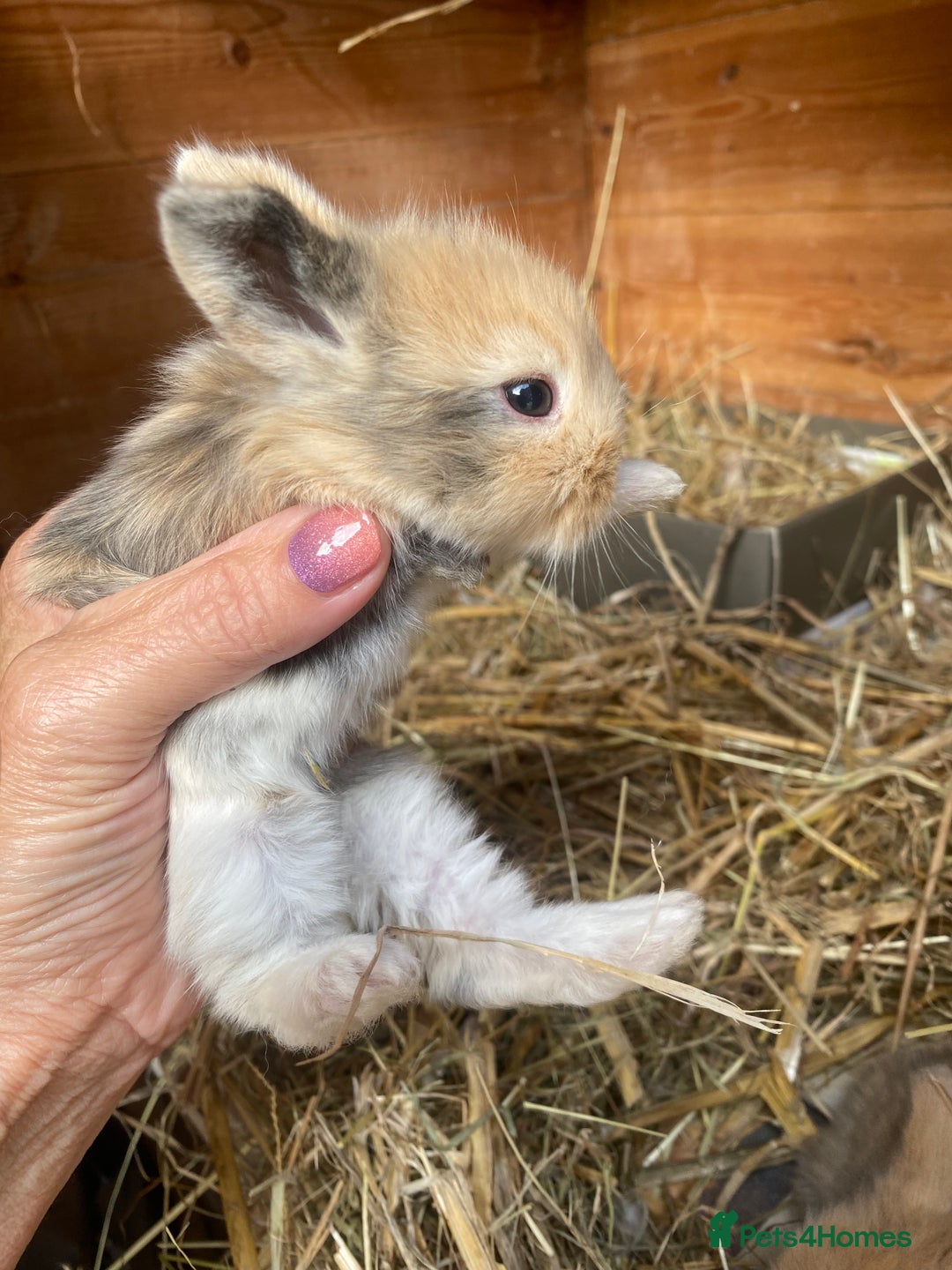 Mini Lop rabbits for sale: Beautiful mini lop babies - super temperaments - Image 9