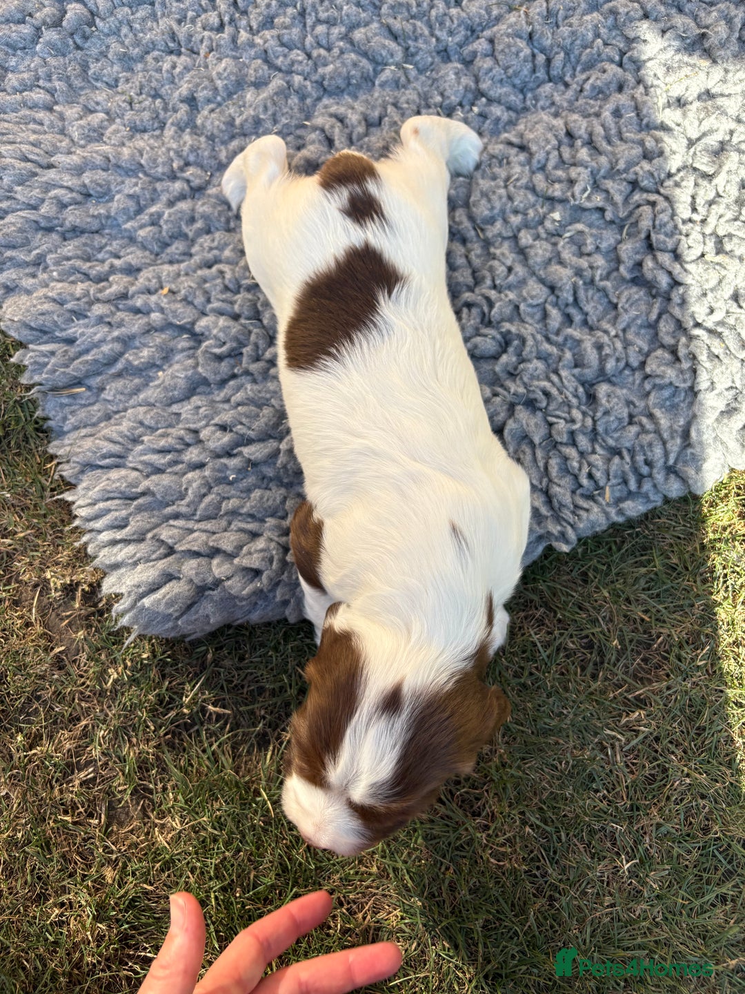 English Springer Spaniel dogs for sale: Stunning KC Reg Springer Spaniel Puppies For Sale - Image 11